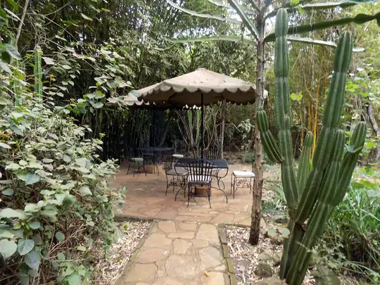 Thatched gazebo with garden tables beside a tall cactus
